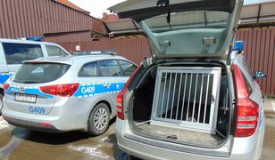 Wypadek w Oświęcimiu. Zginął pies. To mogło go uratować