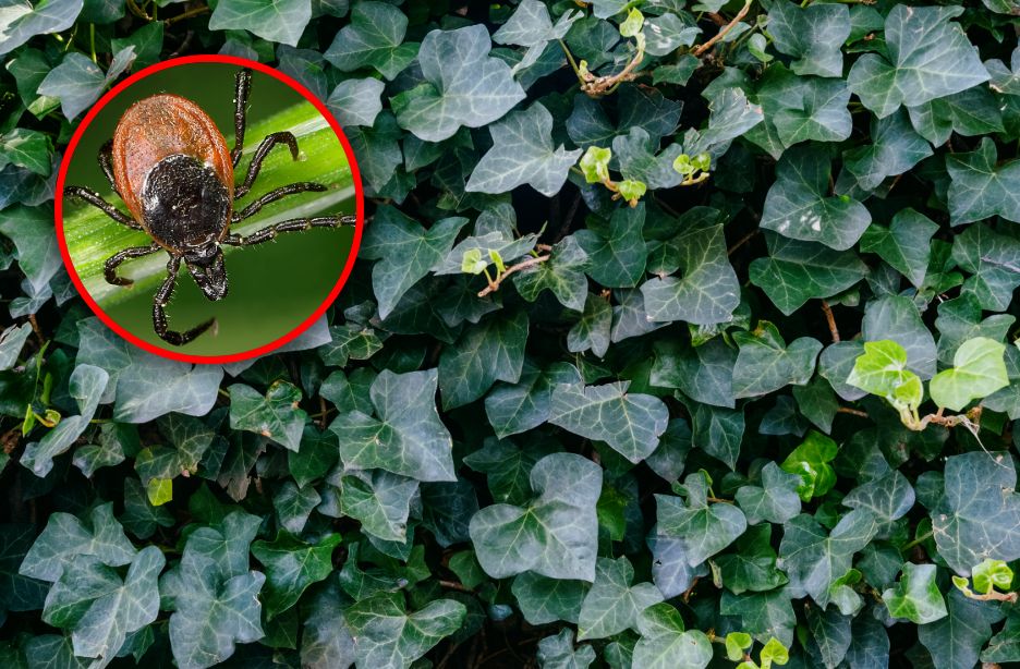 Vermeiden Sie diese Pflanzen: So halten Sie Zecken aus dem Garten