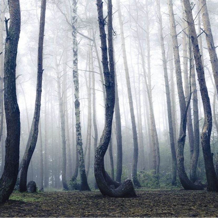 Природна пам'ятка Польщі - "Кривий ліс"
