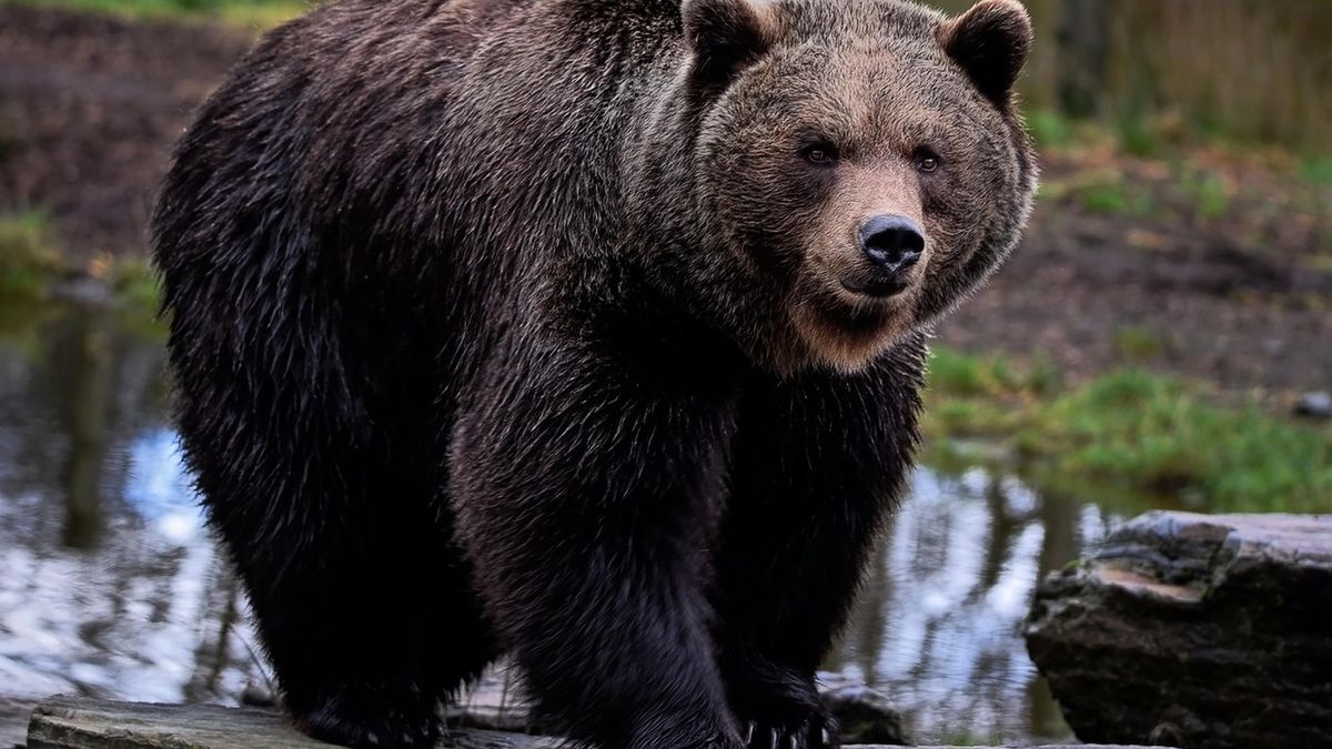Niedźwiedź zaatakował człowieka na Słowacji.