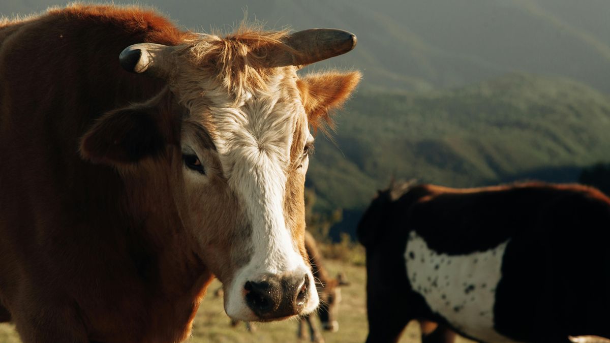 Byki uciekły z jednej z zagród i oddaliły się aż o 10 km