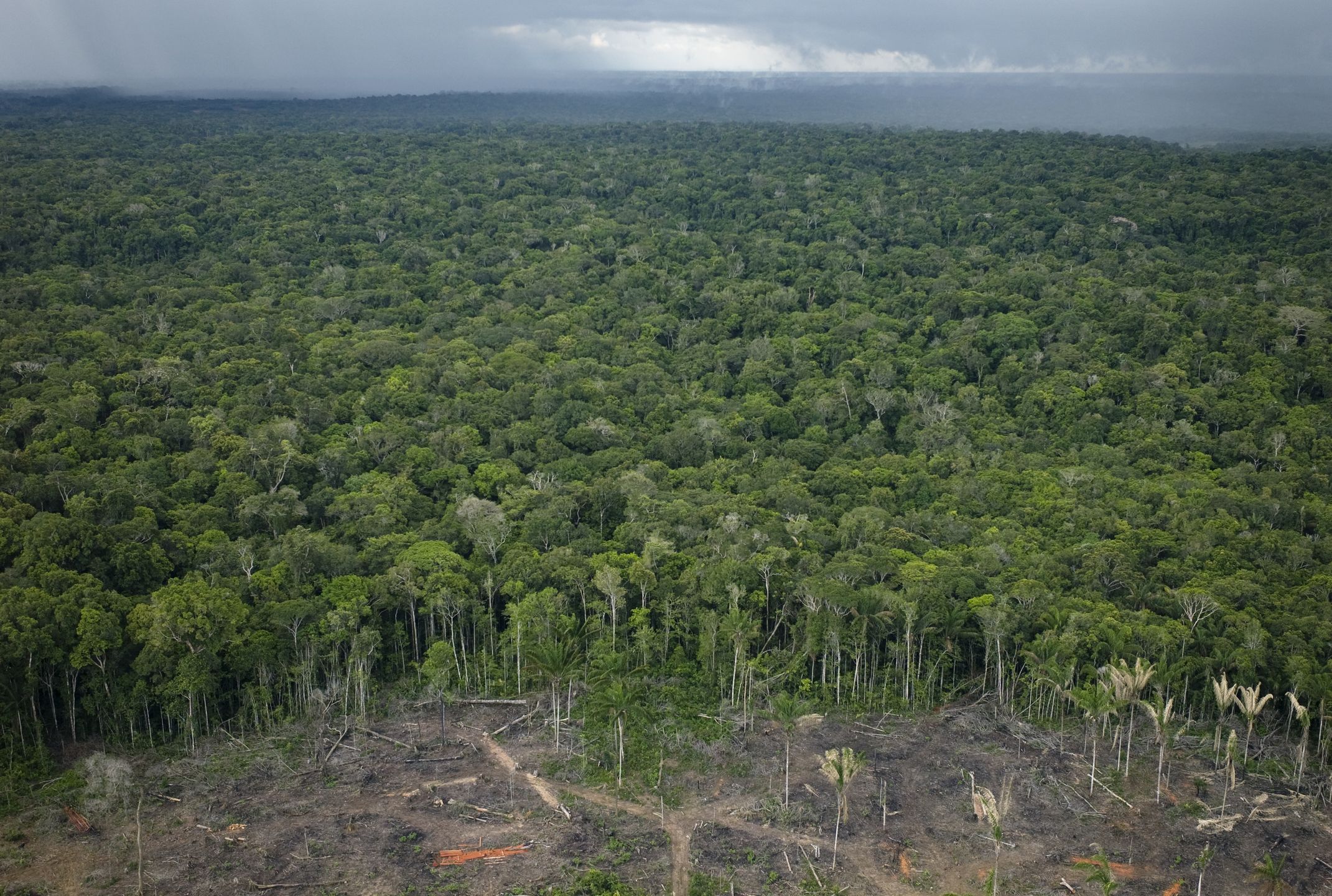 Zmiany klimatu. Lasom Amazonii groi susza