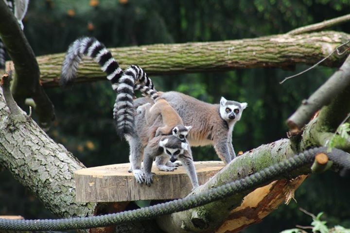 Przeprowadzka lemurów w stołecznym ogrodzie zoologicznym