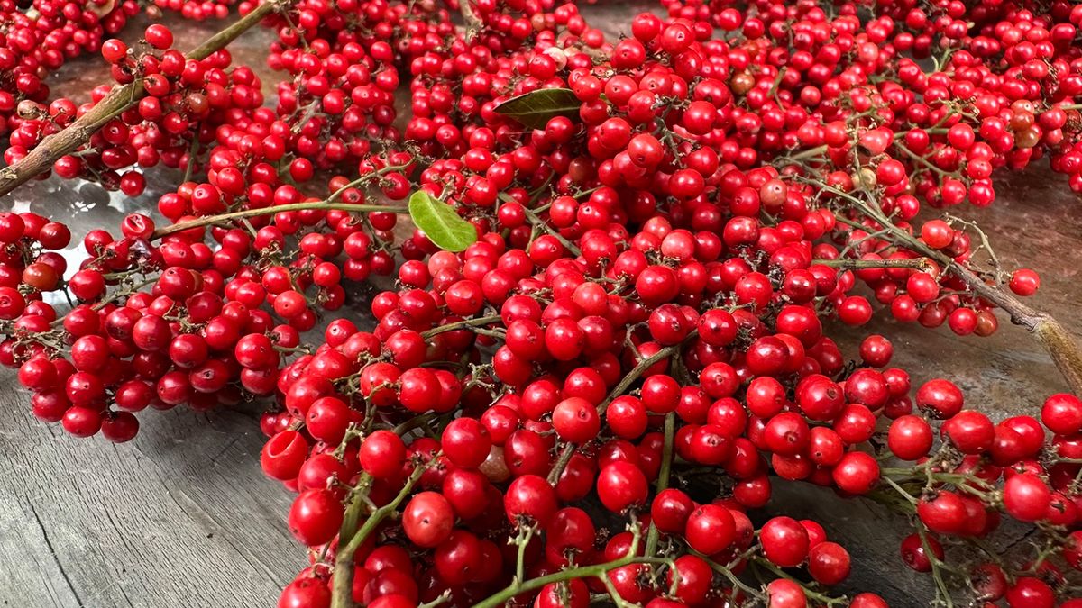 Cytryniec chiński świetnie nadaje się na napar