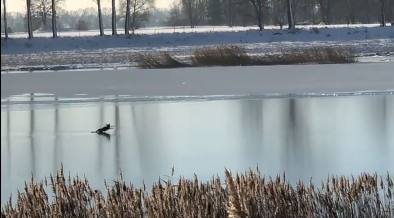 Sarna utknęła na jeziorze. Pomogli jej strażacy 