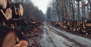 Kluczowa decyzja ws. wycinki lasów. "To pierwszy krok"