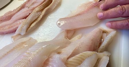 Prawie nie ma ości i jest bardzo zdrowa. Polacy omijają w sklepie, chociaż kosztuje mniej niż dorsz