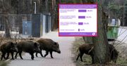 Polacy zabrali głos. Chcą uśmiercania dzików?
