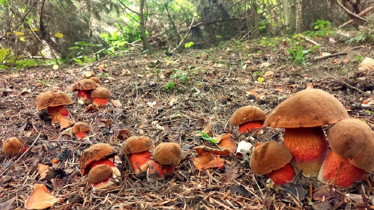 Wysyp w Bieszczadach