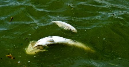 W Zatoce Puckiej wypłynęły martwe ryby. Mieszkańcy donoszą, że widać je przy samym falochronie
