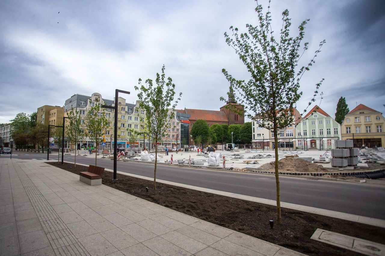 Kolejne nasadzenia na Starym Rynku w Słupsku. Co nowego na modernizowanym placu?
