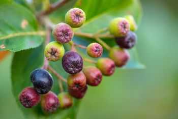 Tak źle nie było od 30 lat. Plantator: "Nawet nie zbieramy"