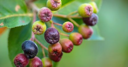 Tak źle nie było od 30 lat. Plantator: "Nawet nie zbieramy"