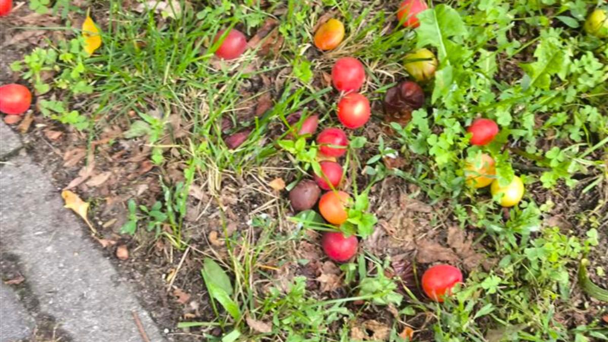 Te owoce często kończą na chodnikach