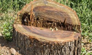 Wlej do pnia po drzewie. Tak szybko i tanio się go pozbędziesz