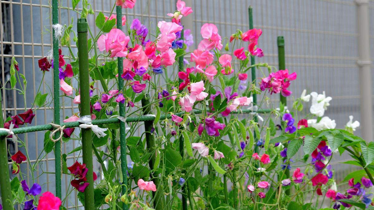 Kiedy siać groszek pachnący?