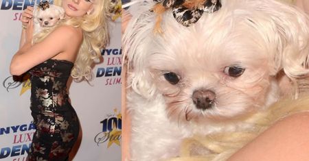 Courtney Stodden MĘCZY PIESKA na imprezie w Beverly Hills (ZDJĘCIA)