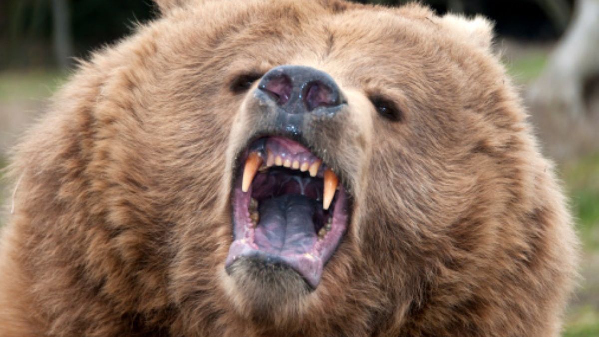 42-latek został rozszarpany przez agresywnego niedźwiedzia. Wszystko wydarzyło się na oczach jego przyjaciół (Getty Images)