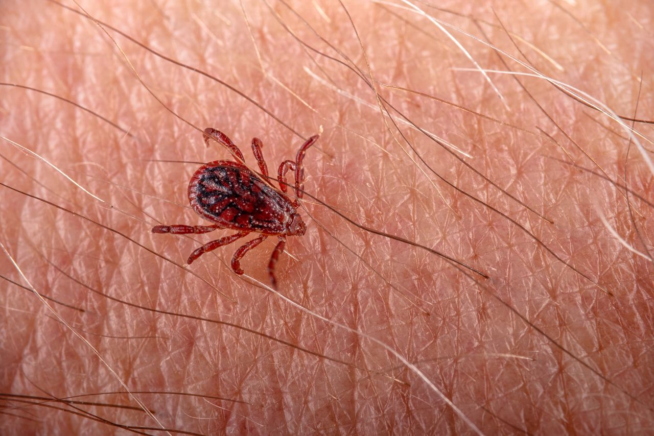 Afrykańskie kleszcze w Polsce. "Nie czekają, lecz biegną"