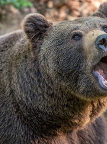 Romania to cull several hundred bears after hiker death
