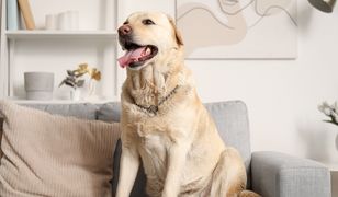 Jak wozić psa w samochodzie? Jeśli robisz to źle, grozi ci srogi mandat