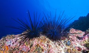 Obejmuje cały organizm. Jest jak "mózg"