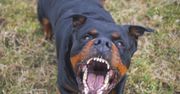To był horror. Rottweiler dotkliwie zranił 28-latkę w ciąży