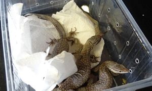 Interpol bije na alarm. Rekordowa skala