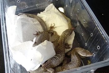 Interpol bije na alarm. Rekordowa skala