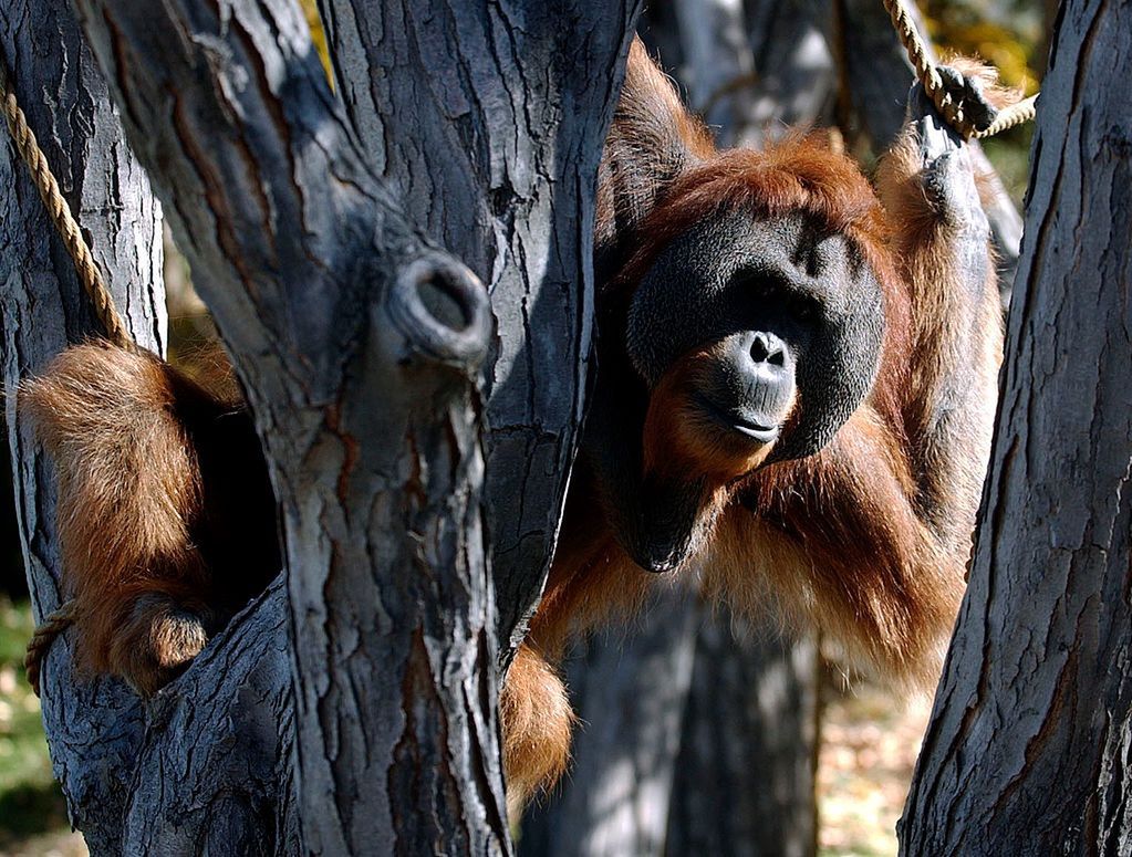 USA. Orangutan w zoo zaopiekował się córką po śmierci matki