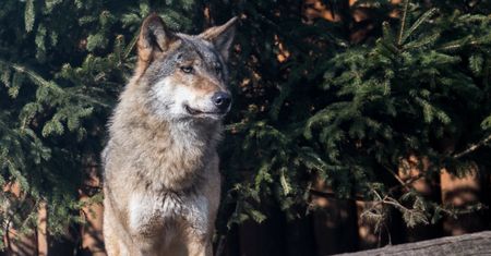 Lubliniec. Młody wilk skonał w męczarniach. Wpadł we wnyki kłusowników