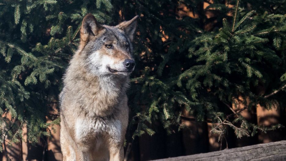 Młody wilk zginął w lesie pod Lublińcem 