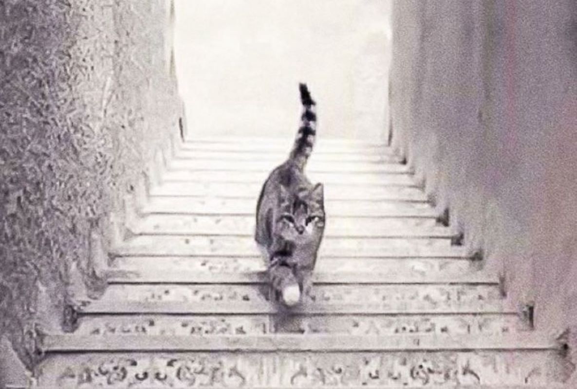 Co widzisz? Kot idzie w górę czy w dół? Odpowiedź dużo o tobie mówi