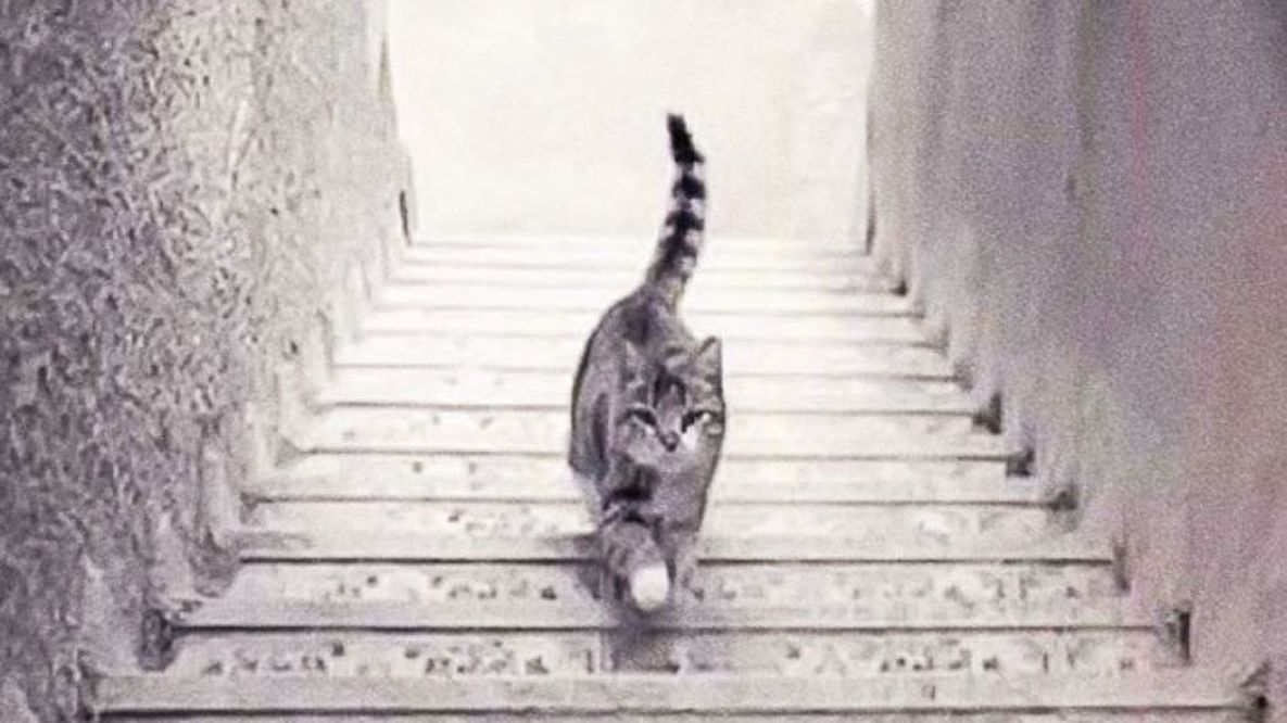 W którą stronę idzie kot? 