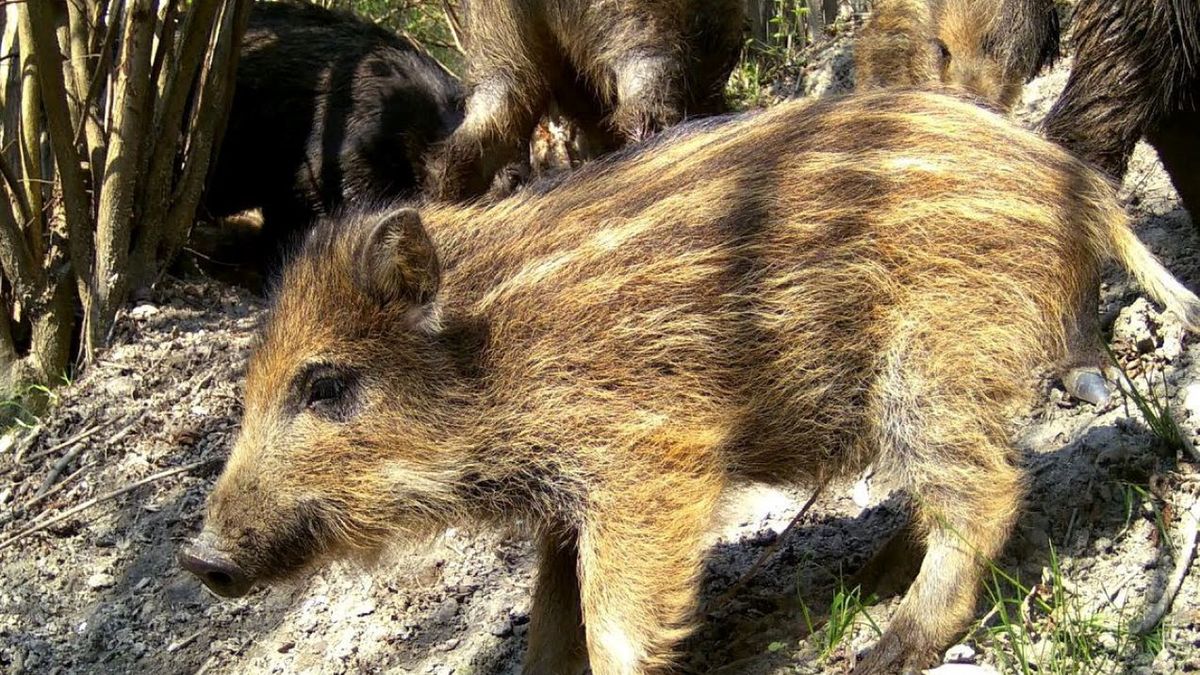 Warchlaki nie przeżyły. Zdj. ilustracyjne 