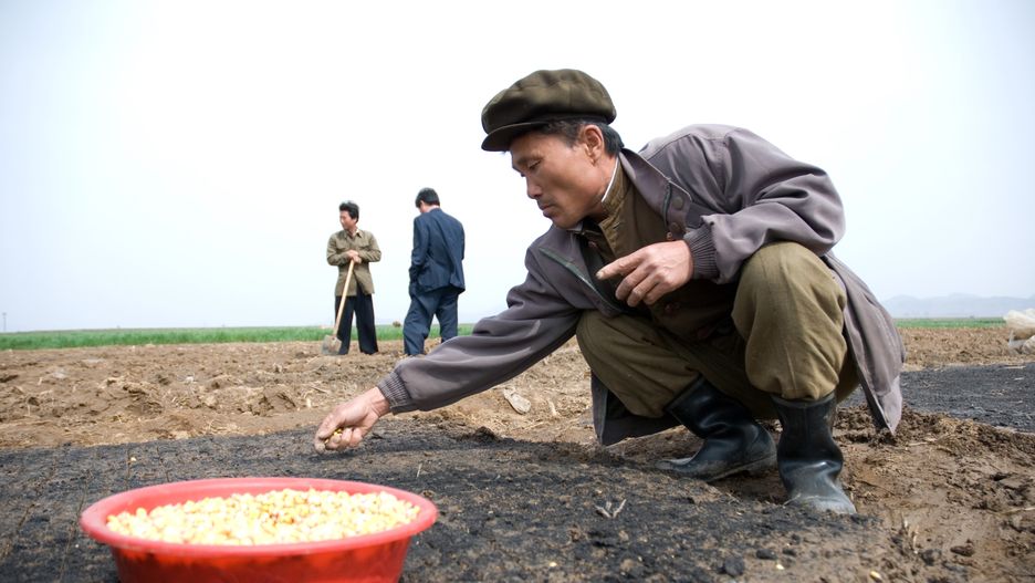 Ogół społeczeństwa Korei Północnej płaci za zboże około 100 razy więcej niż urzędnicy, którzy otrzymują żywność po cenach ustalonych przez państwo