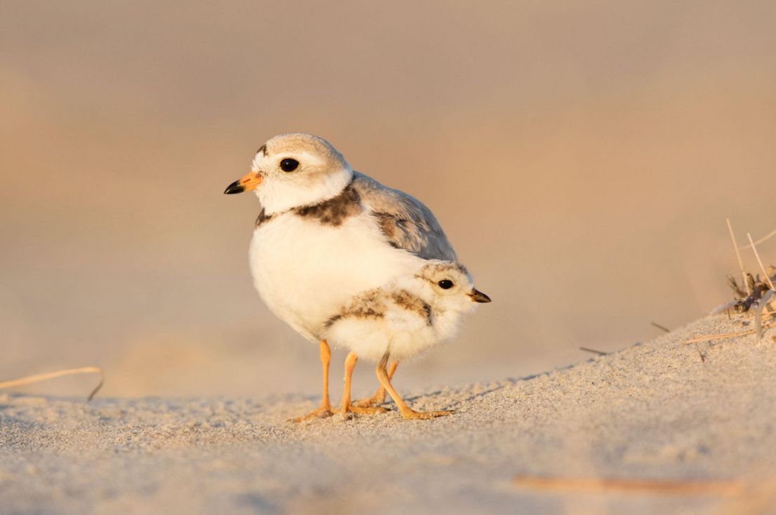 Najlepsze zdjęcia ptaków w Audubon Photo Contest 2016 8