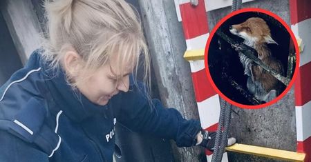 Niezwykła akcja policjantów z Gdańska. Ocalili zwierzę w ostatniej chwili