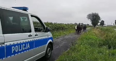 Poszły konie po betonie. Niecodzienne sceny koło Rawicza