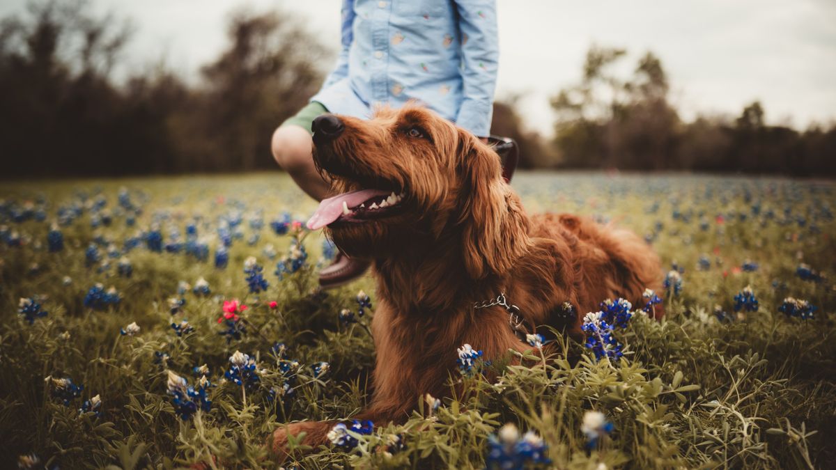 Szwedzi coraz częściej nadają psie imiona dzieciom