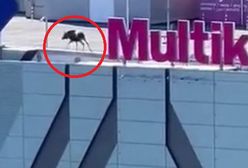 Łoś na dachu centrum handlowego w Elblągu. Spacerował po parkingu