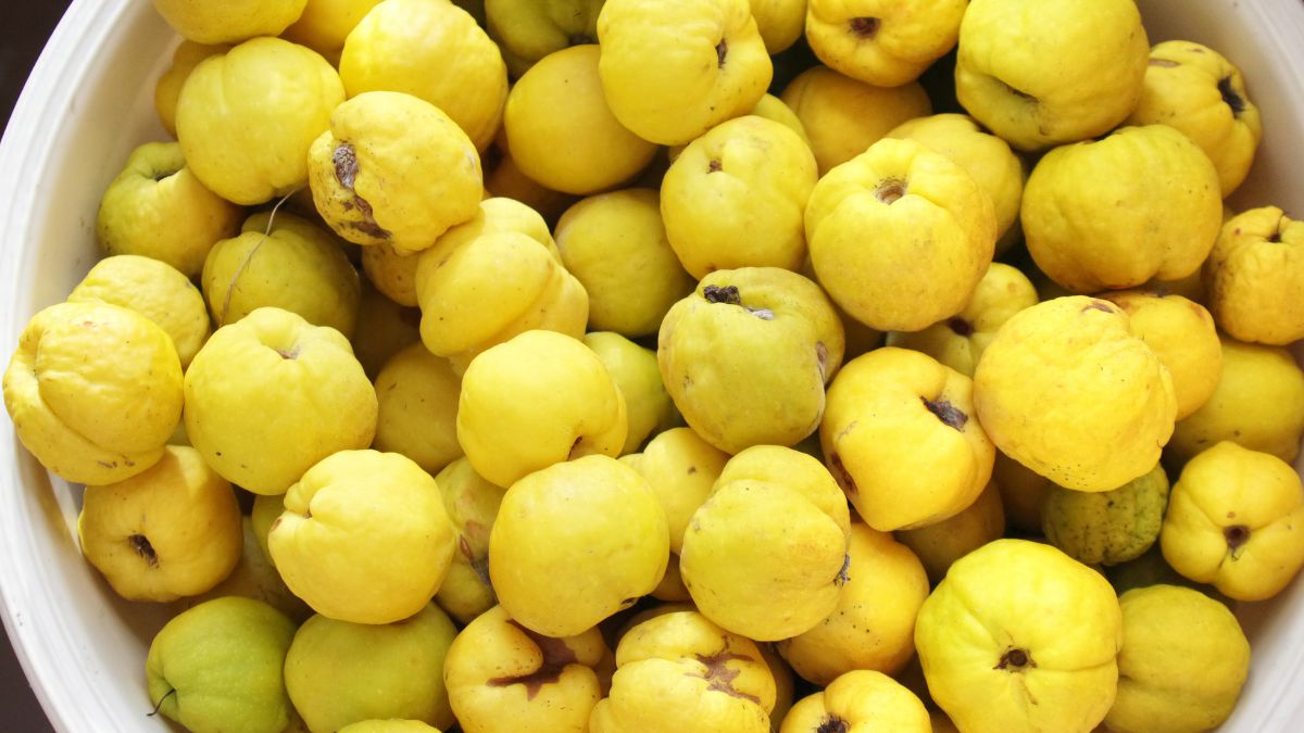 Pigwa świetnie sprawdzi się na sok, ale nie tylko