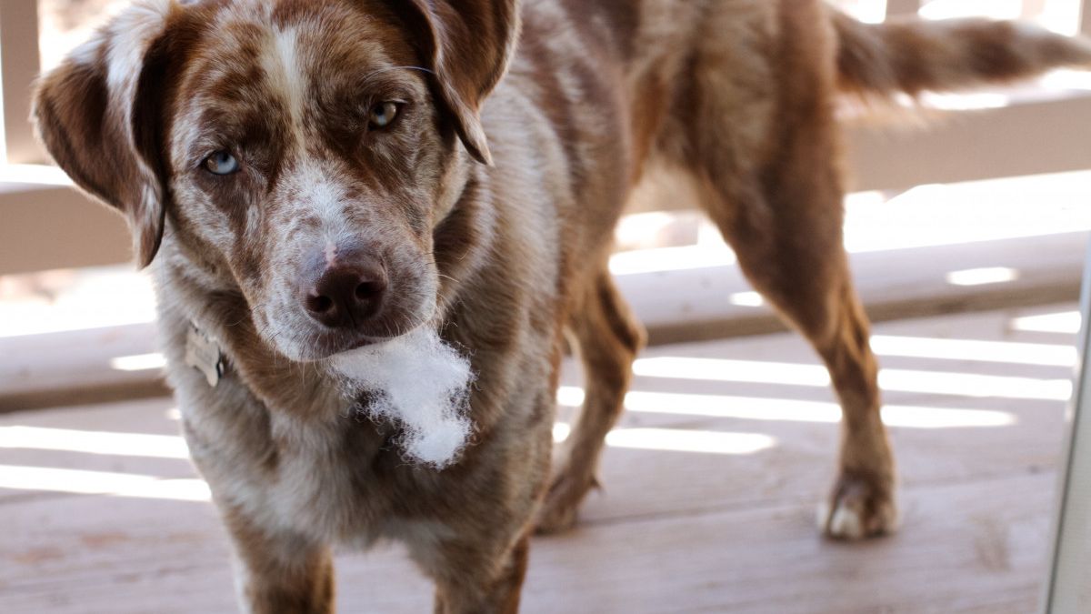 Nowy sposób na kastrację i sterylizację psów.
