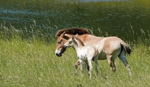 Brytyjskie zoo świętuje. Narodziny rzadkiego konia