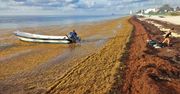 Glony Sargassum opanowały Karaiby. Jest ich aż po horyzont