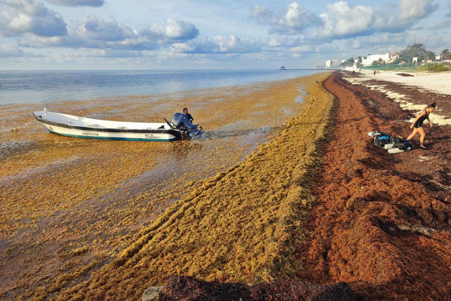Glony Saragassum wyrzucane na plaże coraz bardziej uciążliwe