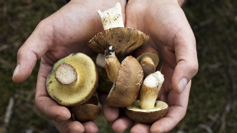 Grzybiarze czeszą polskie lasy. Zwracają uwagę na jeden problem