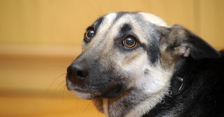 Już dziś zacznij szykować psa do Sylwestra. Im dłużej zwlekasz, tym gorzej go zniesie