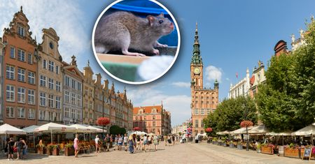 Pogoda w Gdańsku. Prognoza na piątek 22 maja. Słońce, brak opadów i łagodny wiatr z zachodu