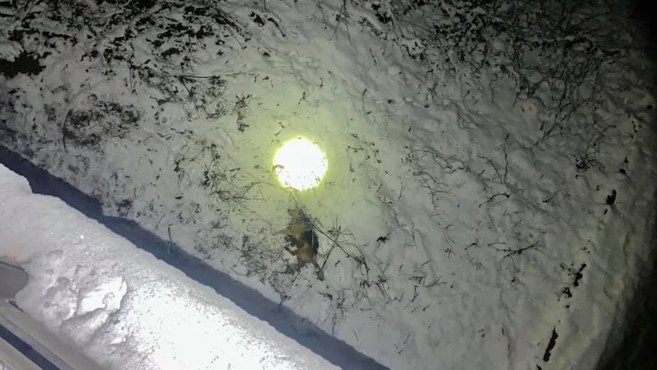 Siedlęcin. Ktoś zrzucił psa z wiaduktu. Nagroda za wskazanie sprawców bestialskiego czynu